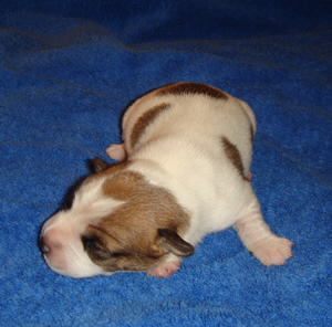 Puppy 4 Male